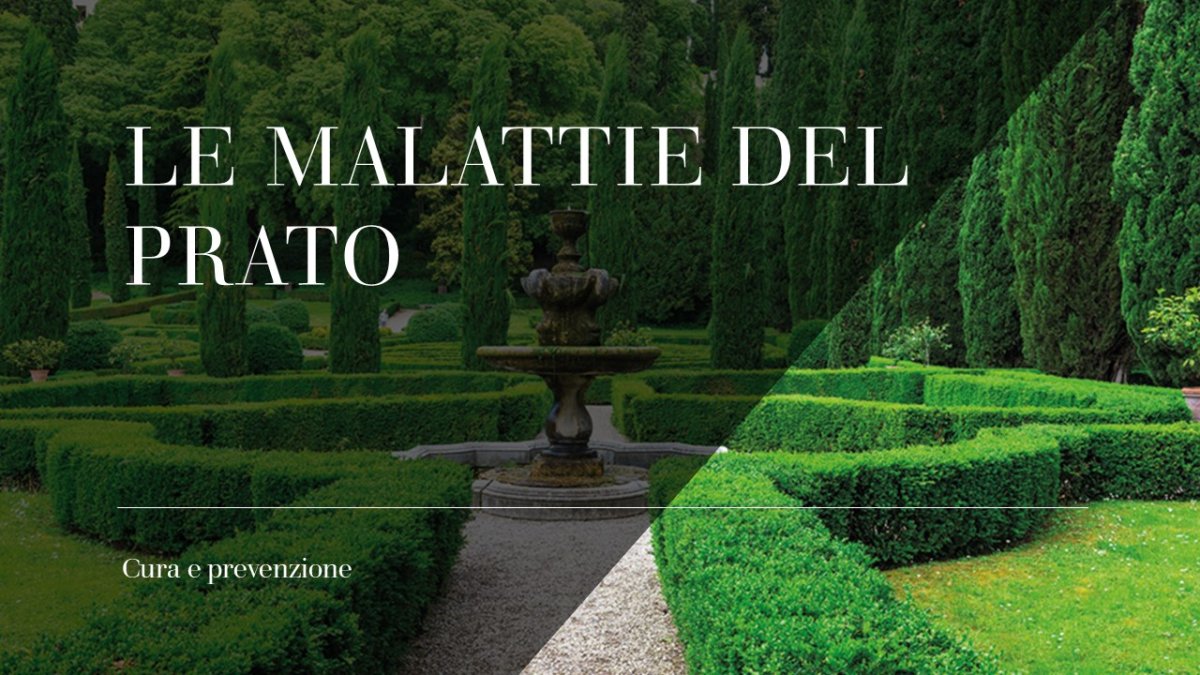 Le malattie del prato